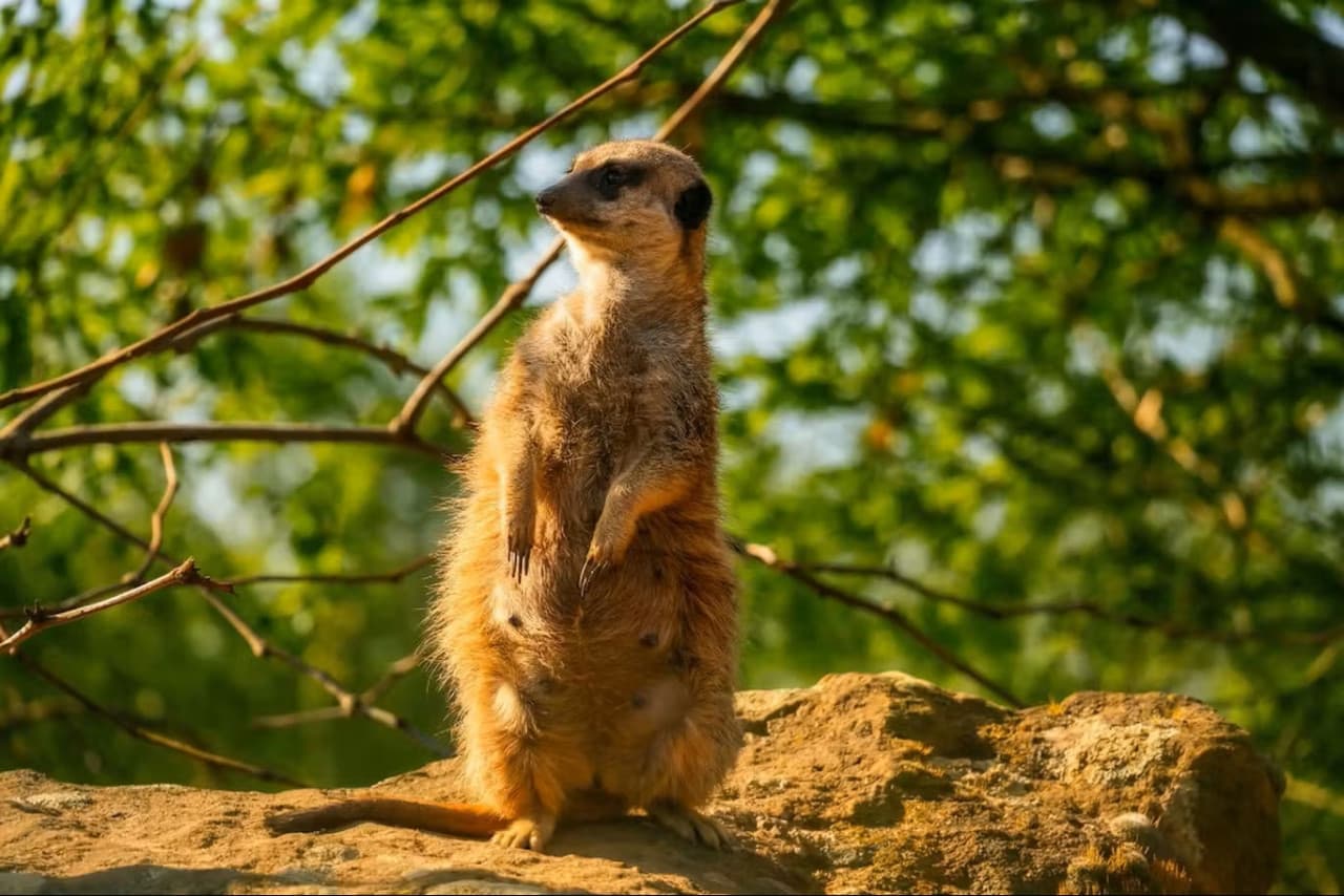 Prague Zoo Ticket + Audio Guide - تصویر 4