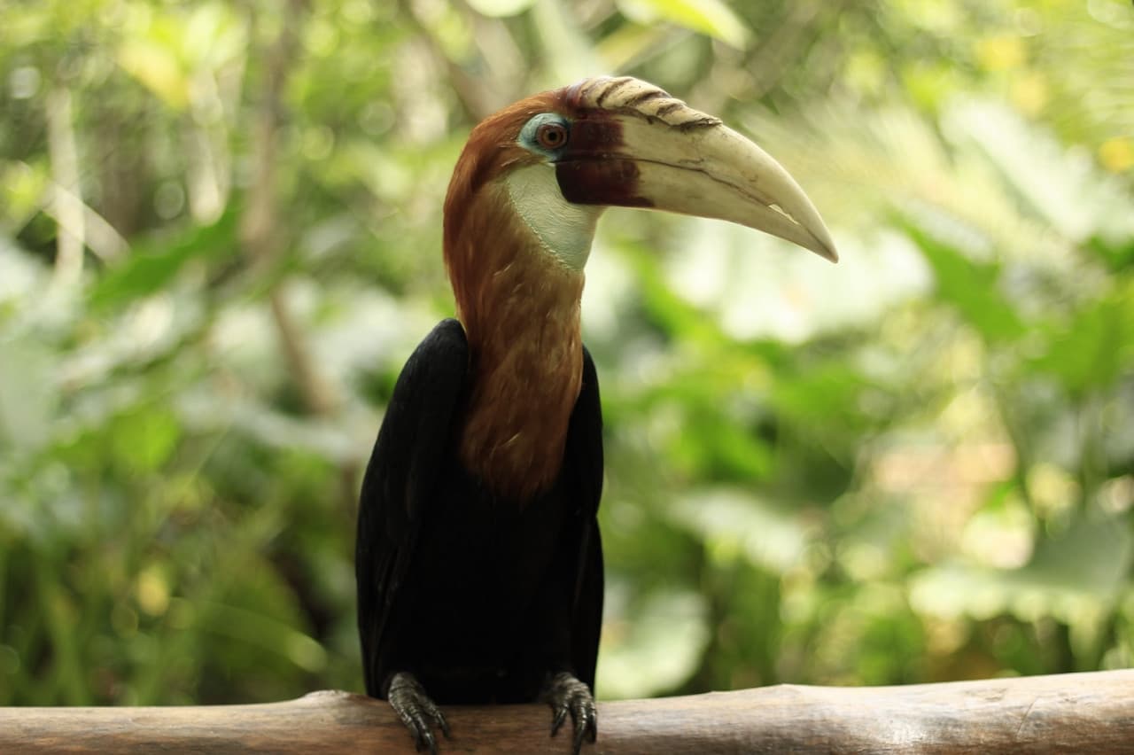 Lombok Wildlife Park - تصویر 4