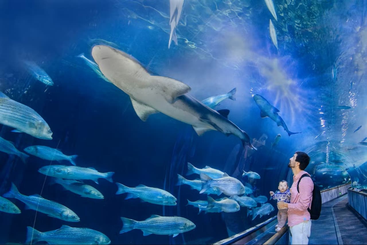 Aquarium of the Bay Ticket - تصویر 2