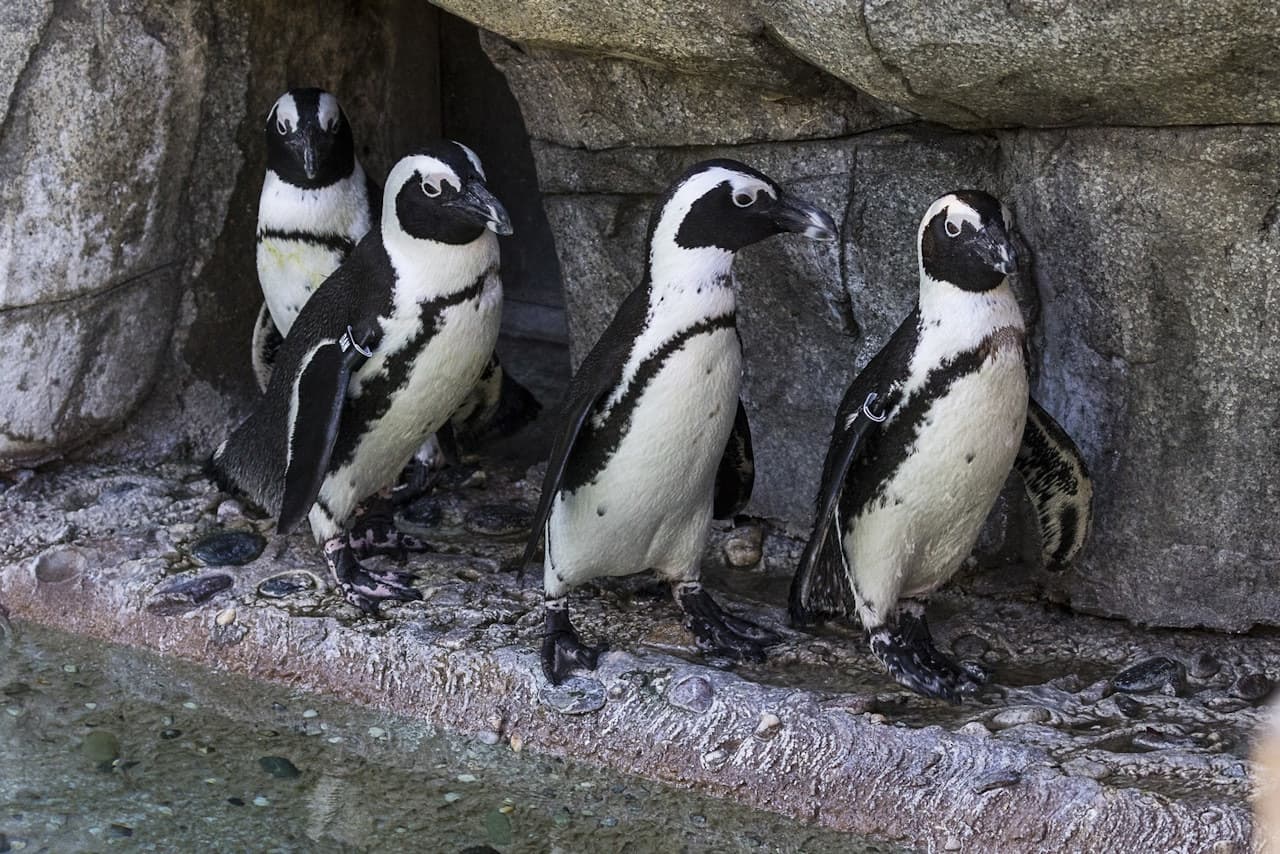 San Diego Zoo - تصویر اصلی