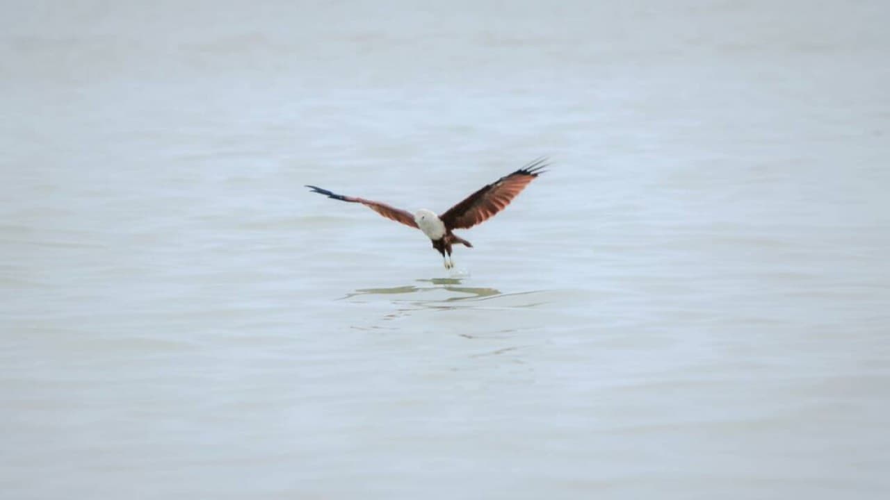 Eagle Watching Experience in Kuala Selangor - تصویر 2