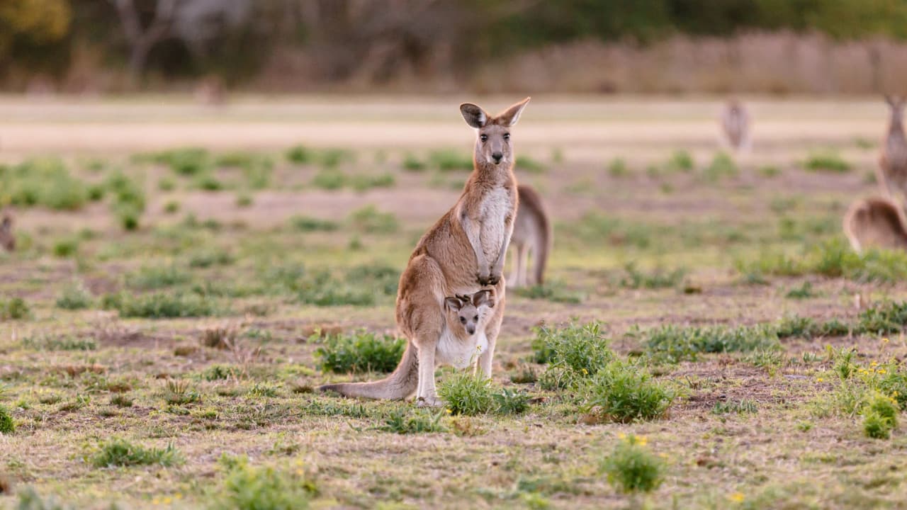 Kangaroos and Koalas Tour with Morning Tea from Gold Coast - تصویر اصلی