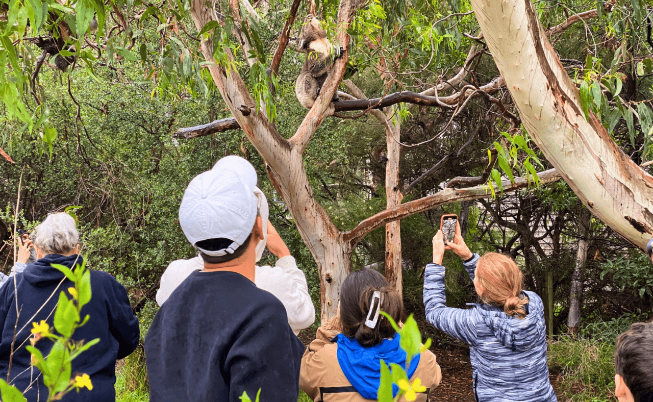 Great Ocean Road Tour from Melbourne - تصویر 17