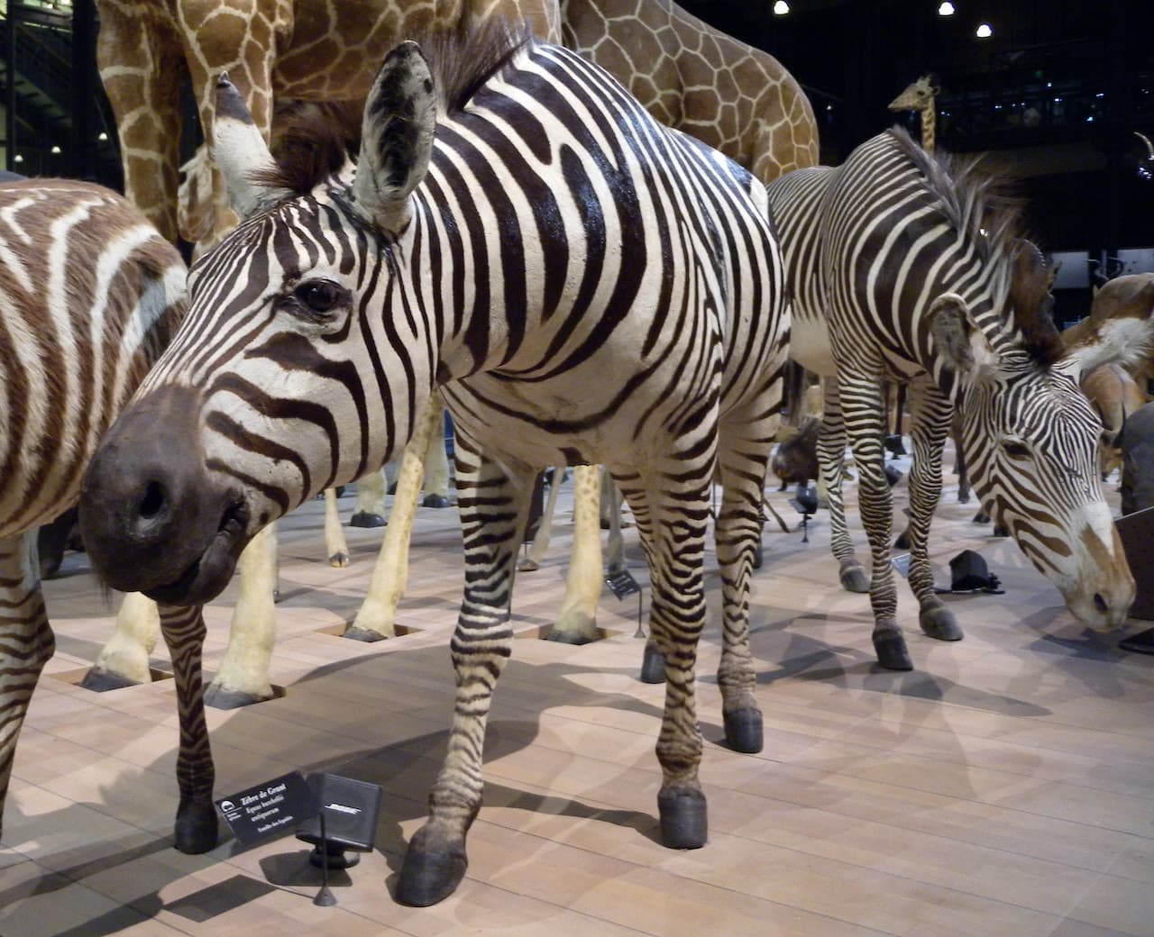 Grande Galerie de l'Évolution: Skip The Line - تصویر 6