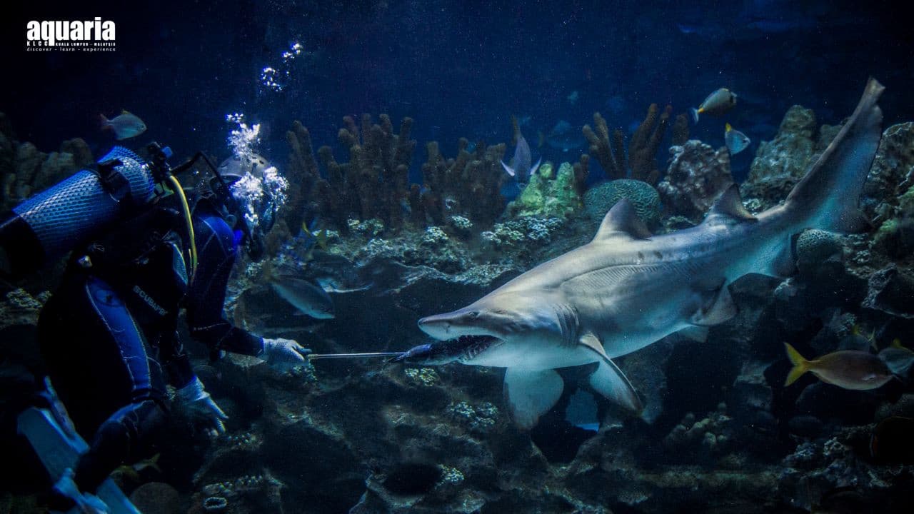 Aquaria KLCC Ticket - تصویر 4