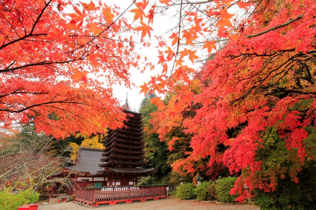 Kintetsu Rail Pass - Train & Bus Pass in Osaka, Nara, Kyoto, Mie (Ise Shima), Nagoya - تصویر 5