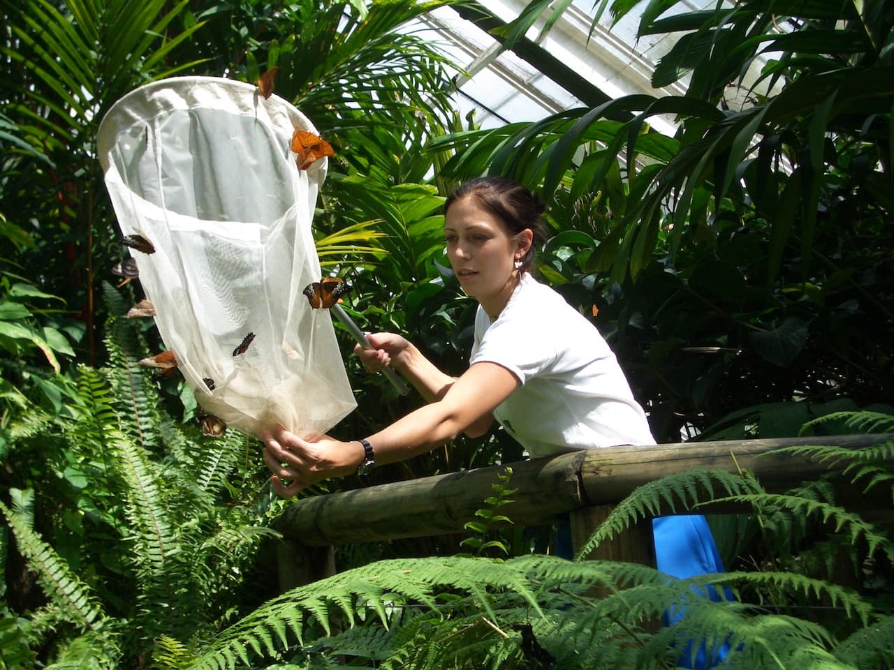 Australian Butterfly Sanctuary - تصویر 4