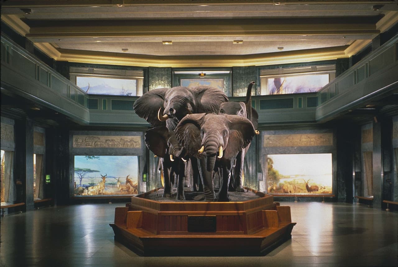American Museum of Natural History Ticket - تصویر 2