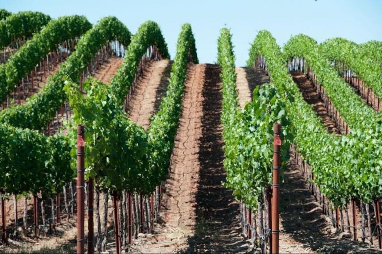 Napa and Sonoma Valley Wine Tasting Tour from San Francisco - تصویر 5