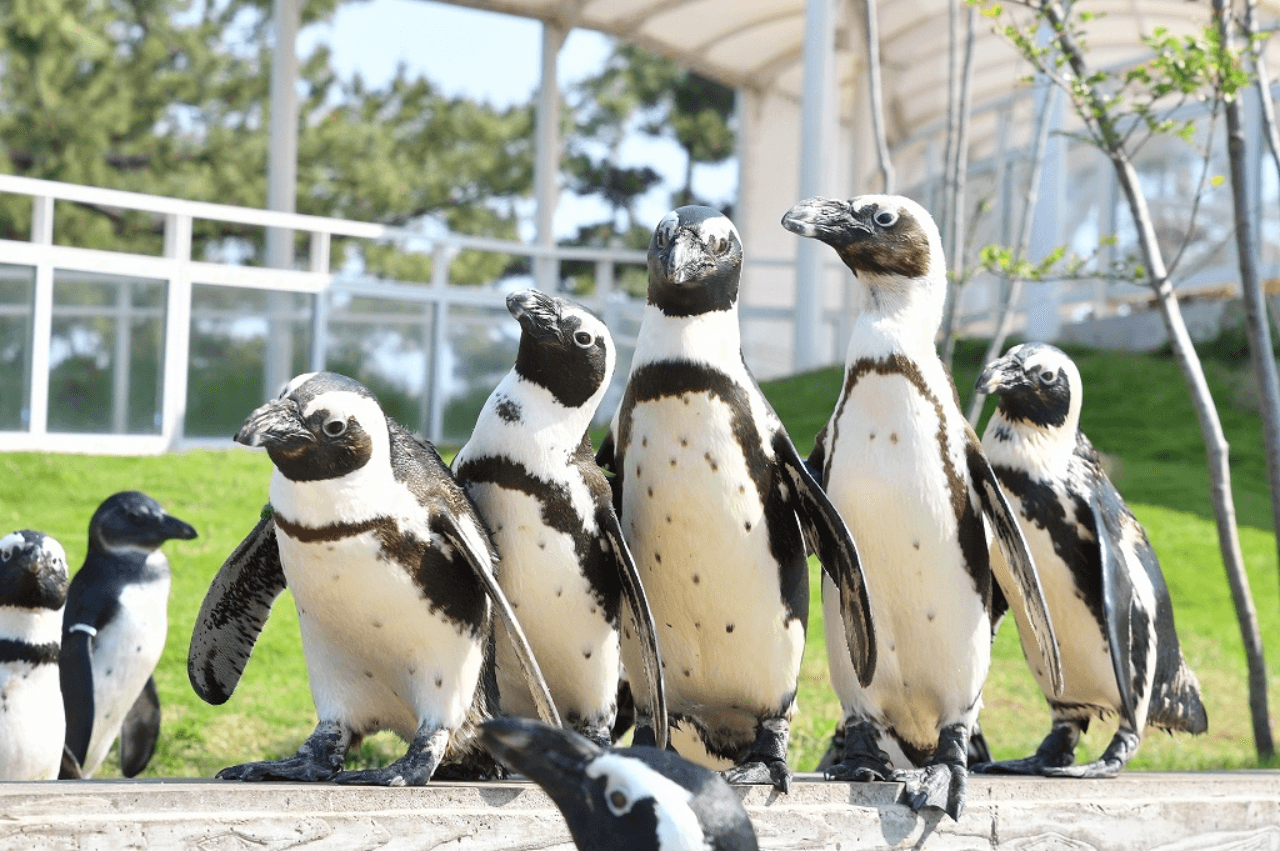 Marine World Uminonakamichi - تصویر 5