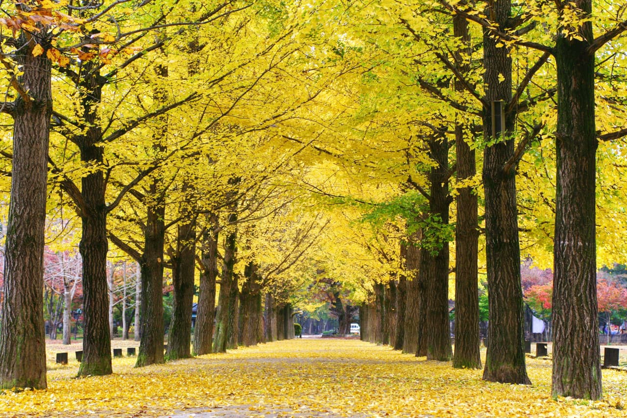 Nami Island and Garden of Morning Calm Tour from Seoul - تصویر اصلی