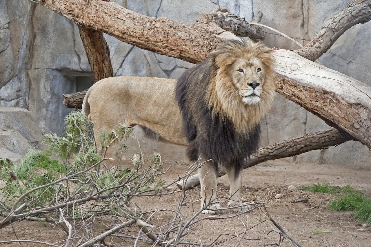 San Diego Zoo - تصویر 11