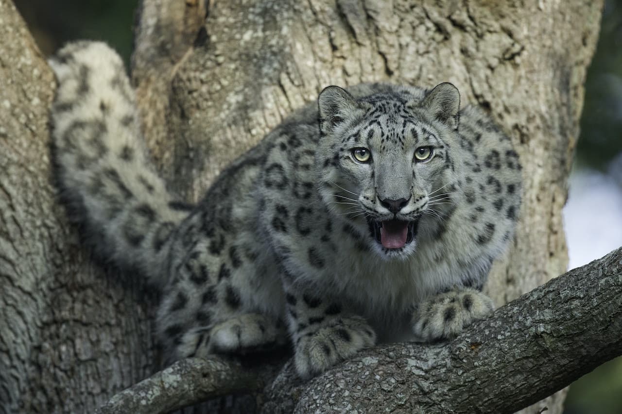 Thoiry ZooSafari: Skip The Line - تصویر 4