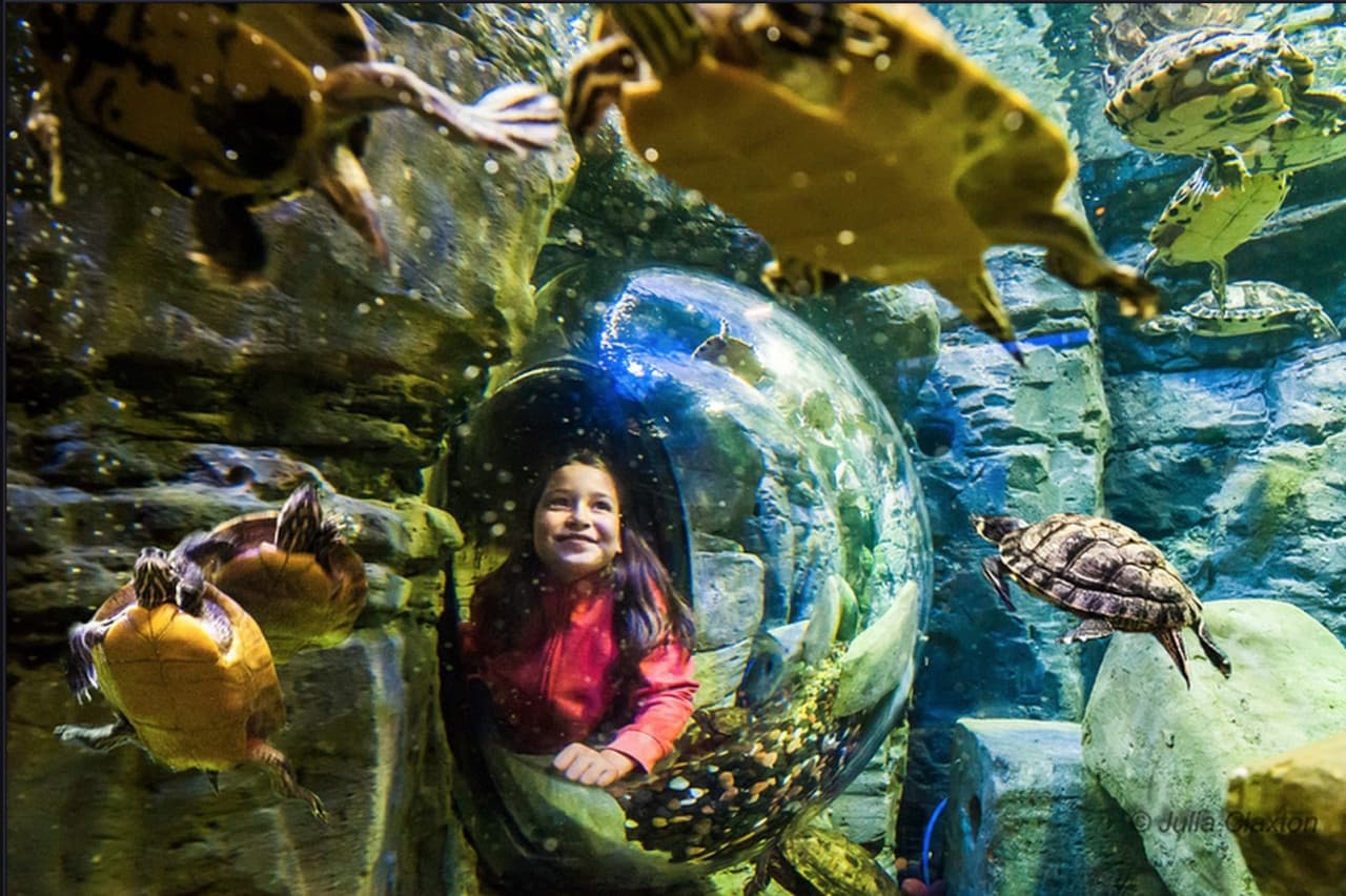 Go City San Antonio Essentials Pass: 3 Attractions - تصویر 12