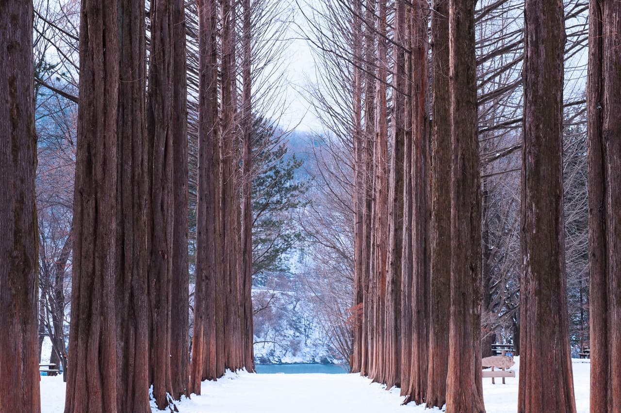 Alpaca World, Nami Island, and Garden of Morning Calm Tour from Seoul - تصویر 12
