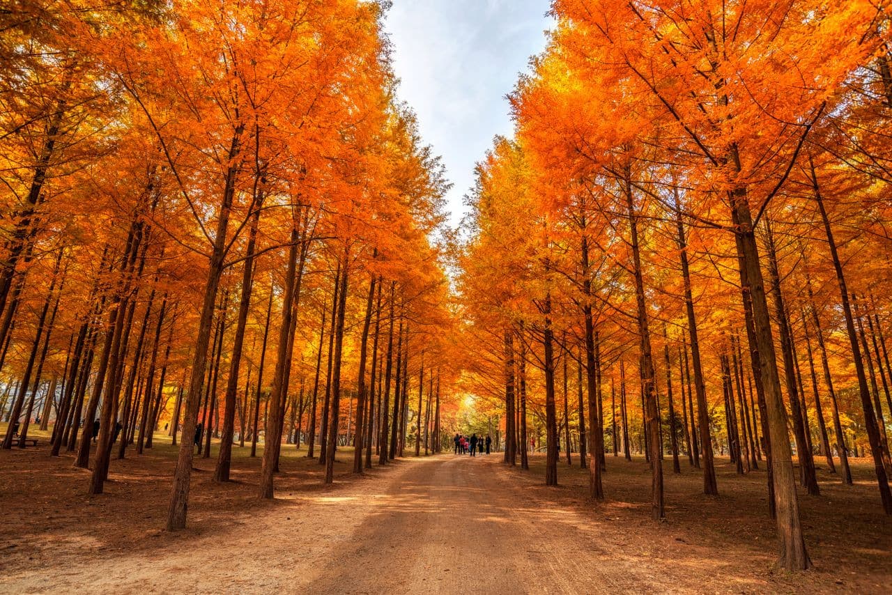 Alpaca World, Nami Island, and Garden of Morning Calm Tour from Seoul - تصویر 16