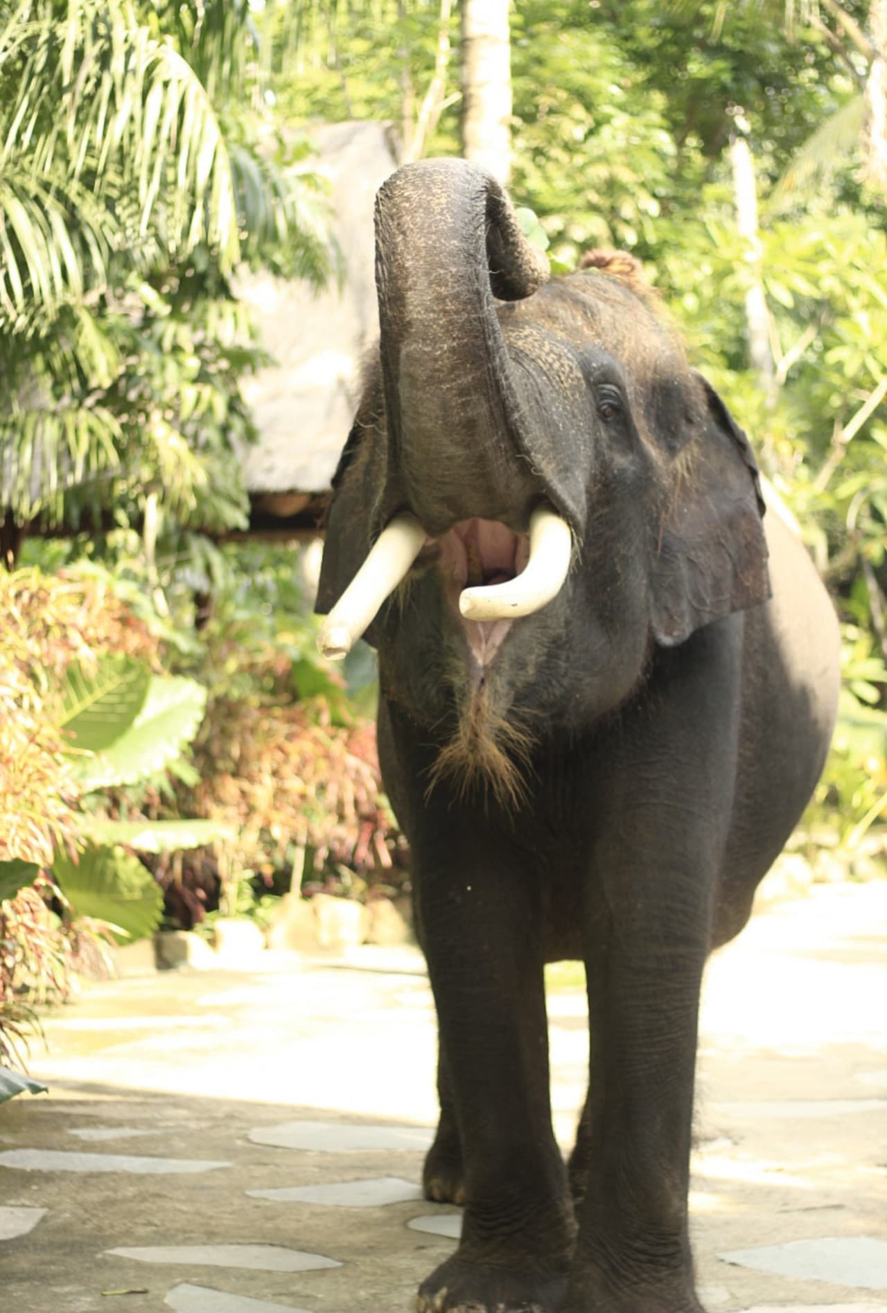Lombok Wildlife Park - تصویر 5