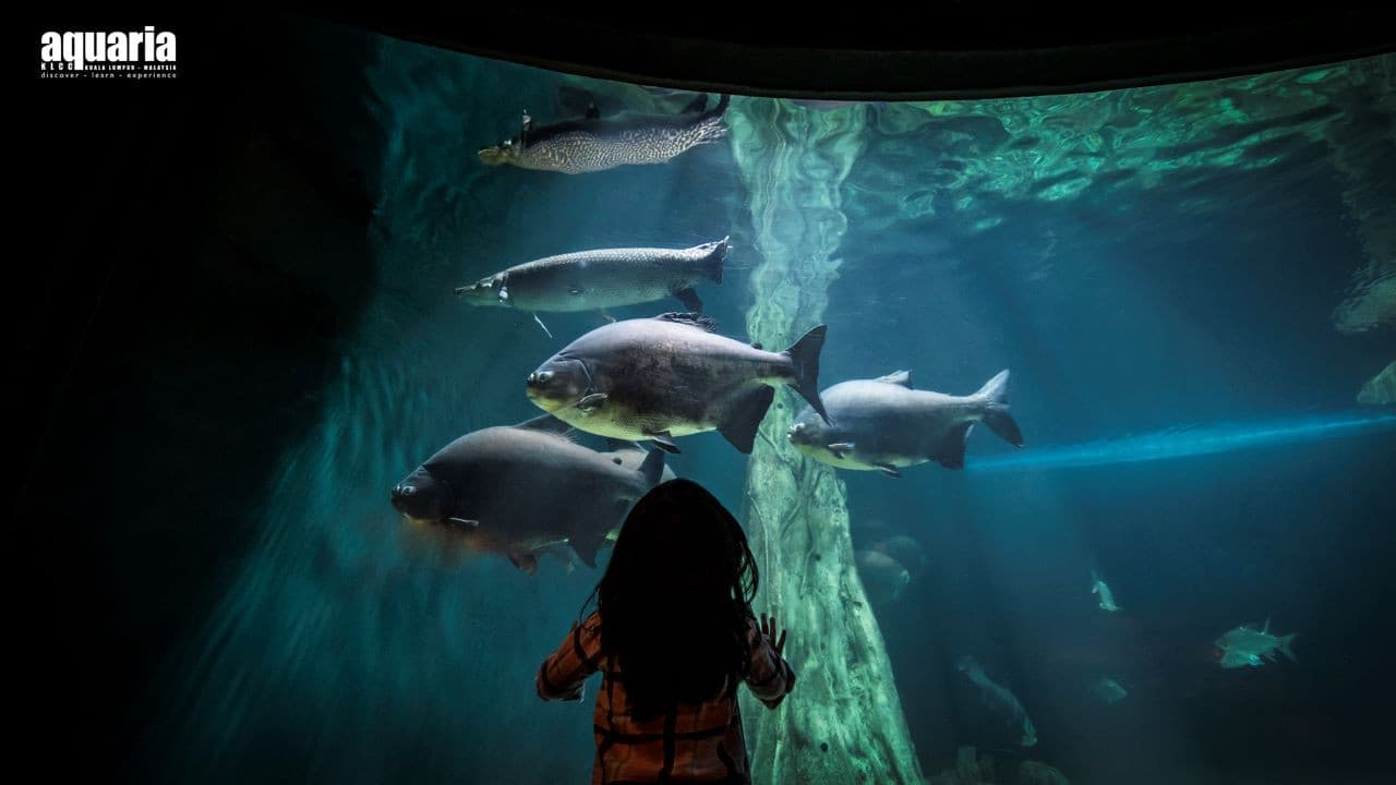 Aquaria KLCC Ticket - تصویر 2