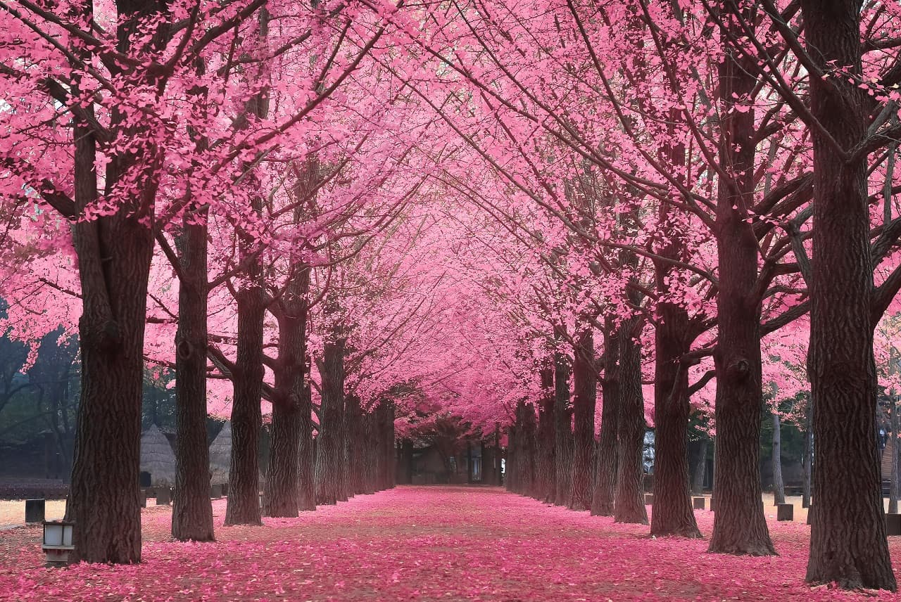 Nami Island Shuttle Bus Transfers from Seoul - تصویر 5