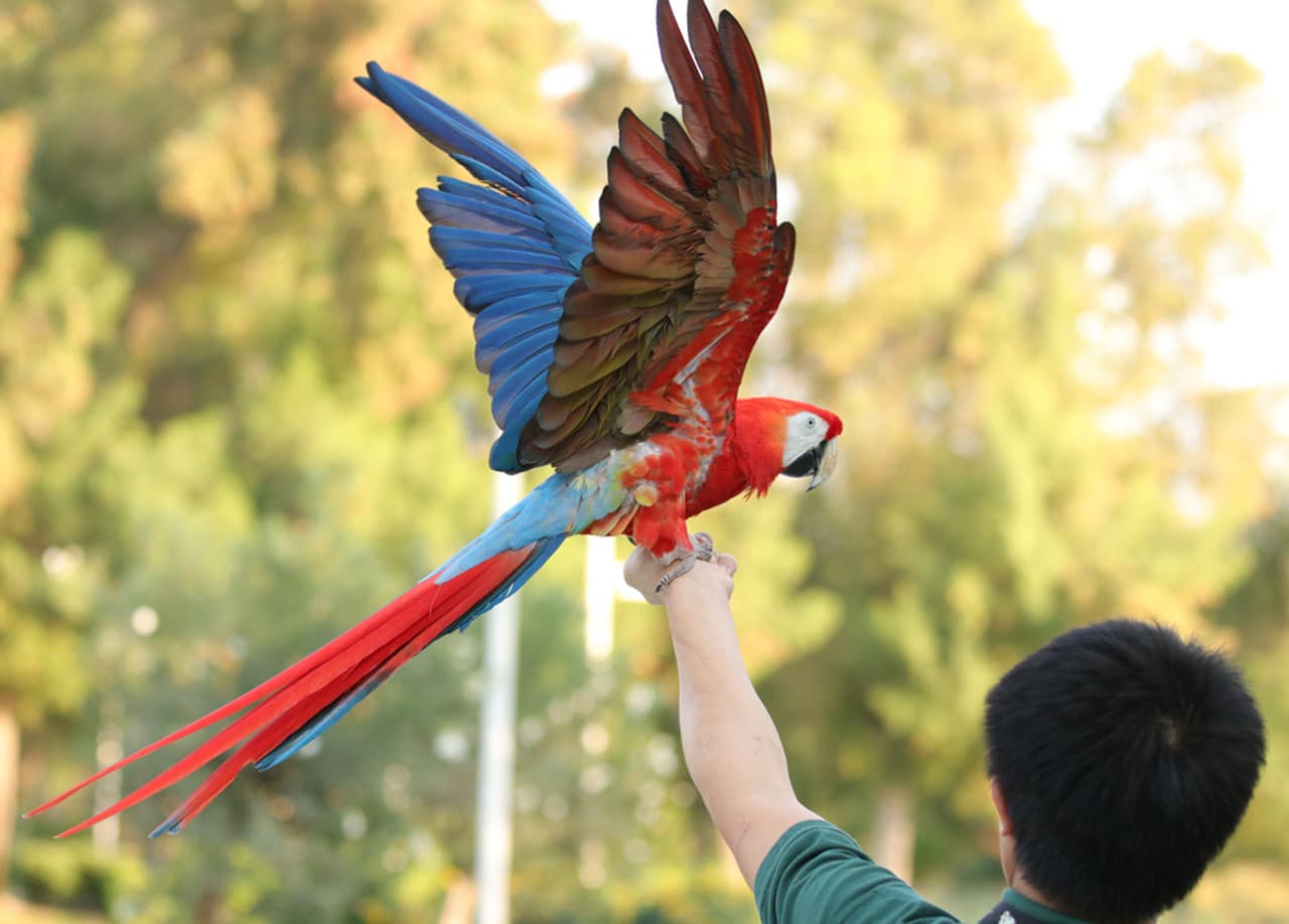 Dubai Dolphinarium Ticket - تصویر 16