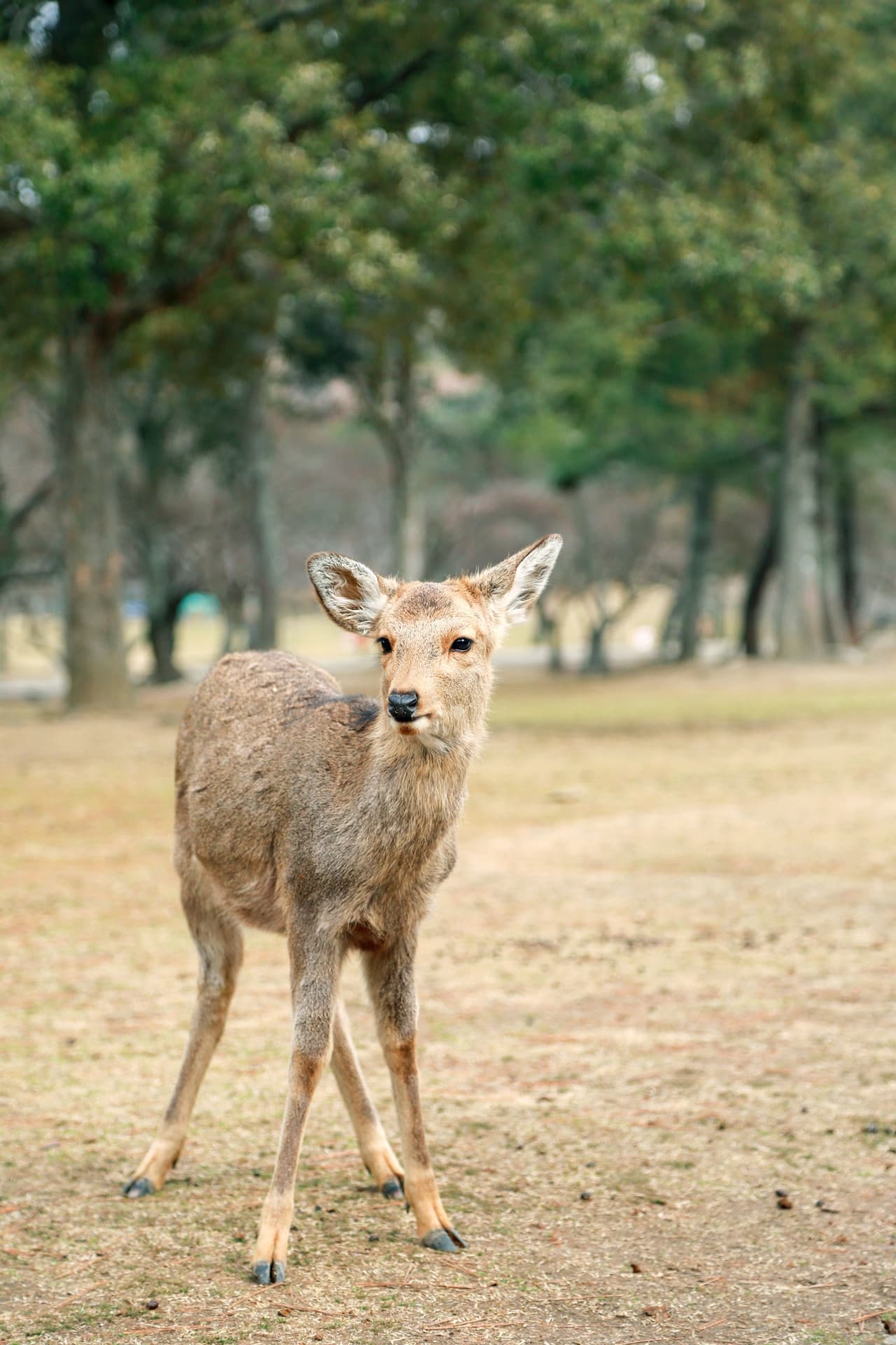 Kyoto and Nara Full-Day Tour from Osaka: Kiyomizudera Area, Fushimi Inari Taisha, Nara Park - تصویر 8