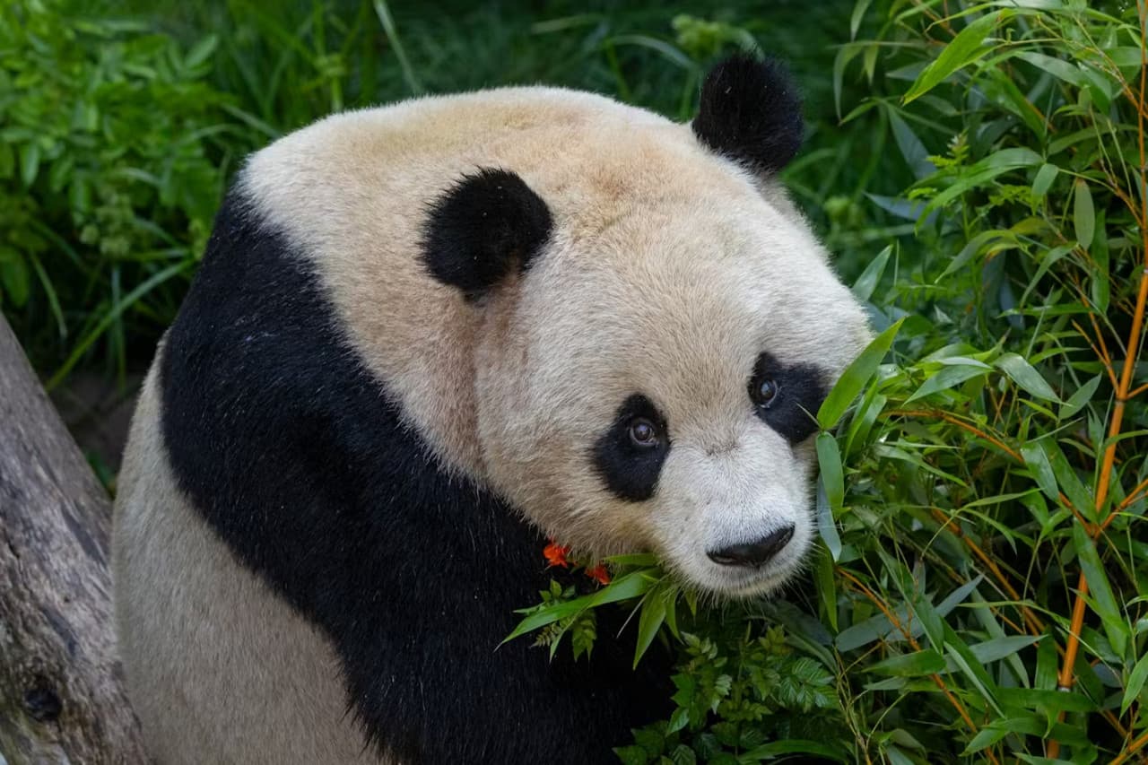 2-Visit Pass: San Diego Zoo + San Diego Zoo Safari Park Tickets - تصویر 4