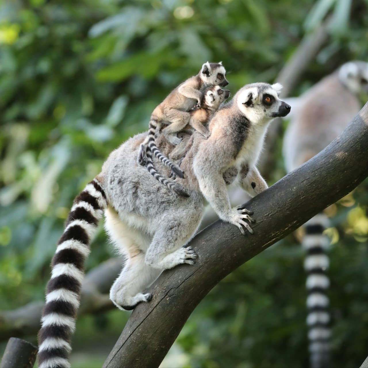 ZooParc de Beauval Ticket - تصویر 6