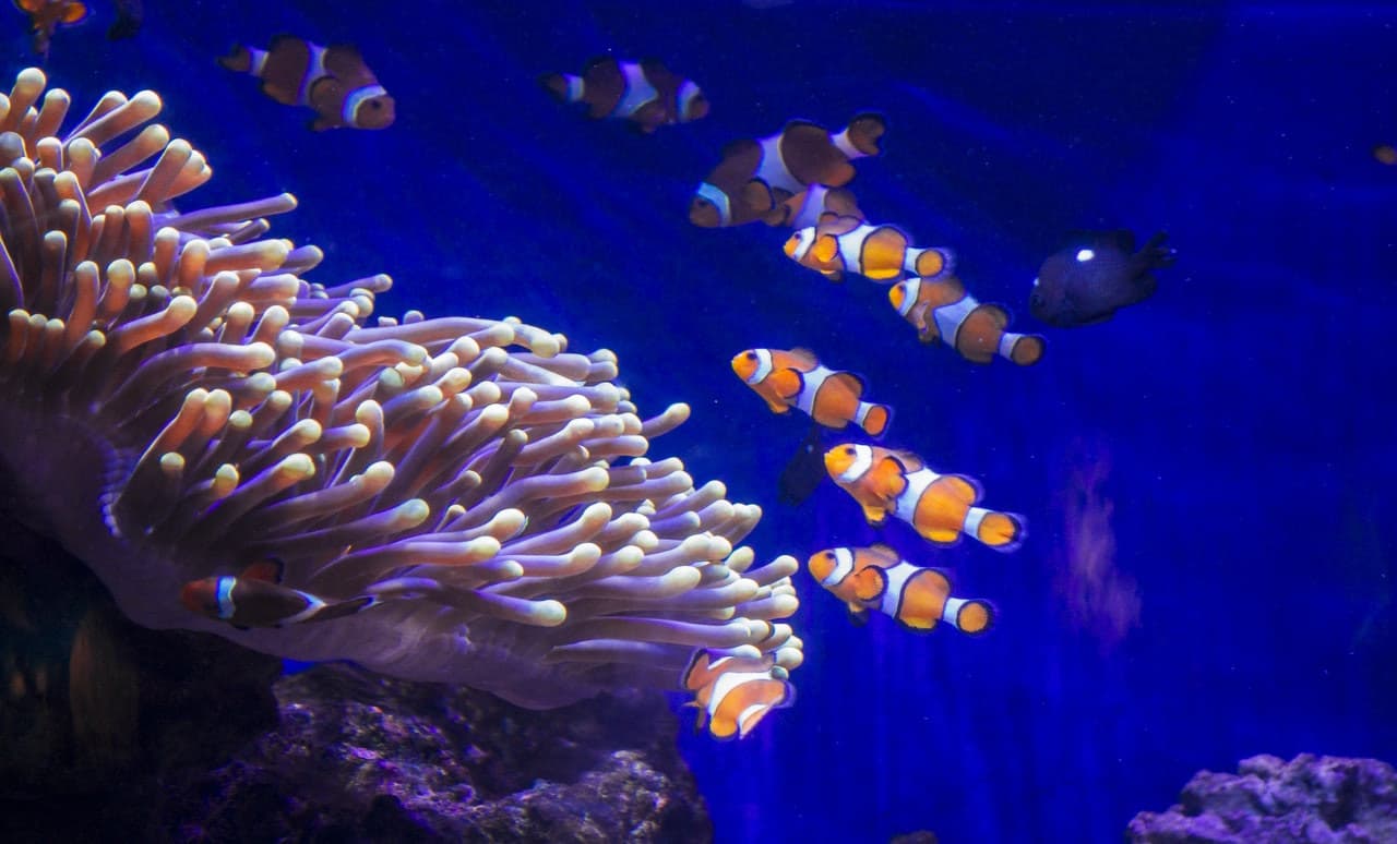 Barcelona Aquarium Ticket - تصویر 2