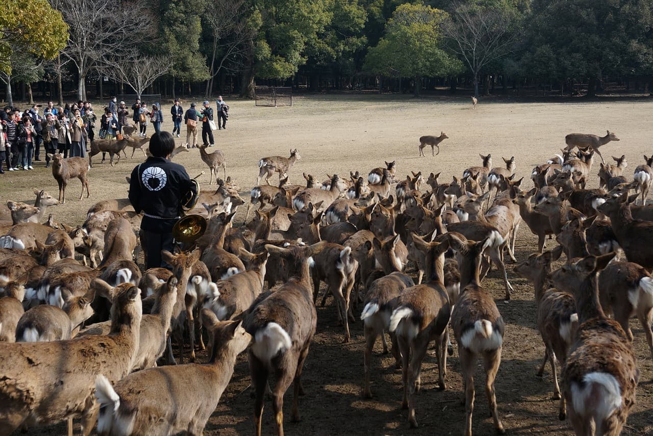 Nara Tour from Kyoto - تصویر 2