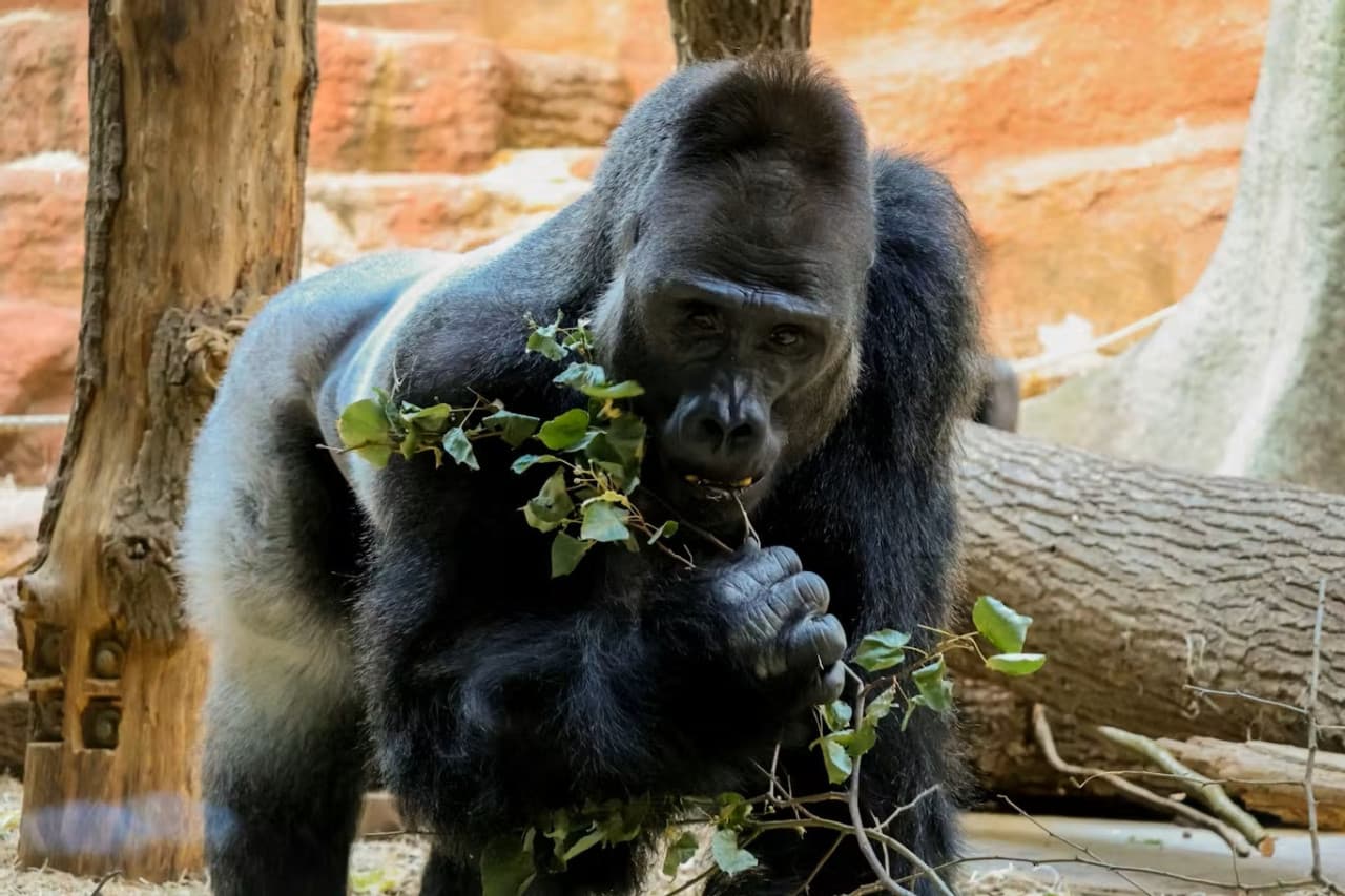 Prague Zoo Ticket + Audio Guide - تصویر 6