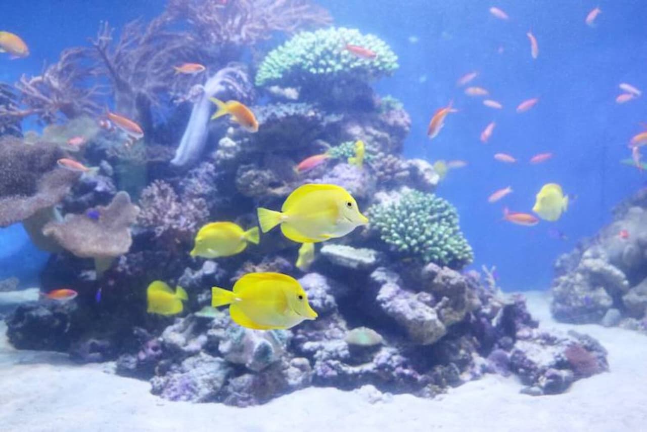 Yokohama Hakkeijima Sea Paradise Ticket - تصویر 9