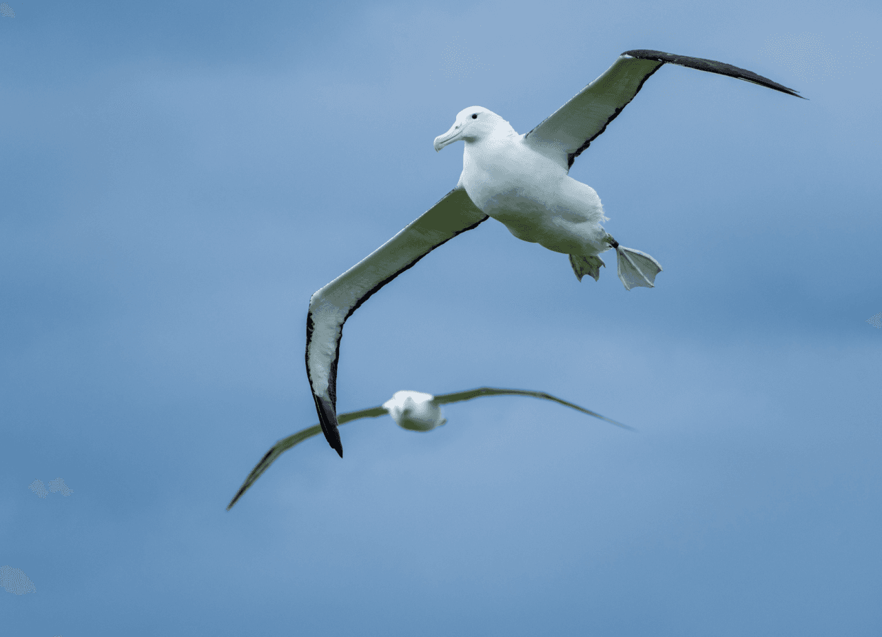 Albatross Classic Guided Tour - تصویر اصلی