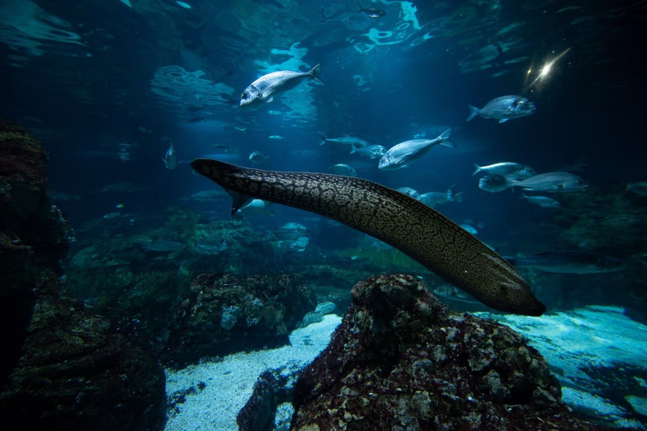 Barcelona Aquarium Ticket - تصویر 8