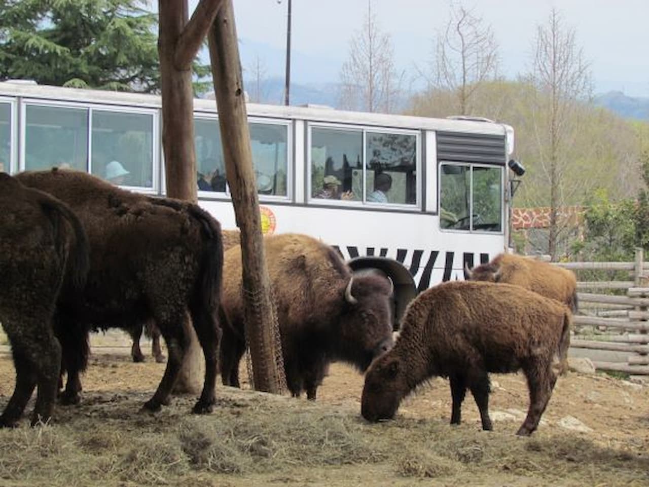Gunma Safari Park Ticket - تصویر 7