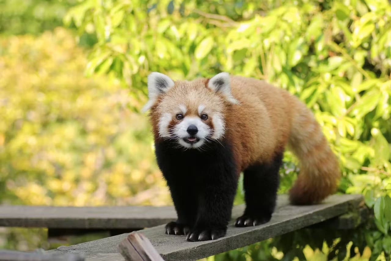 Ishikawa Zoo Ticket - تصویر اصلی