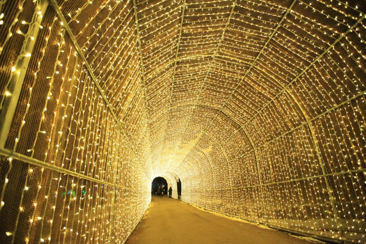 Alpaca World, Nami Island, and Garden of Morning Calm Tour from Seoul - تصویر 11