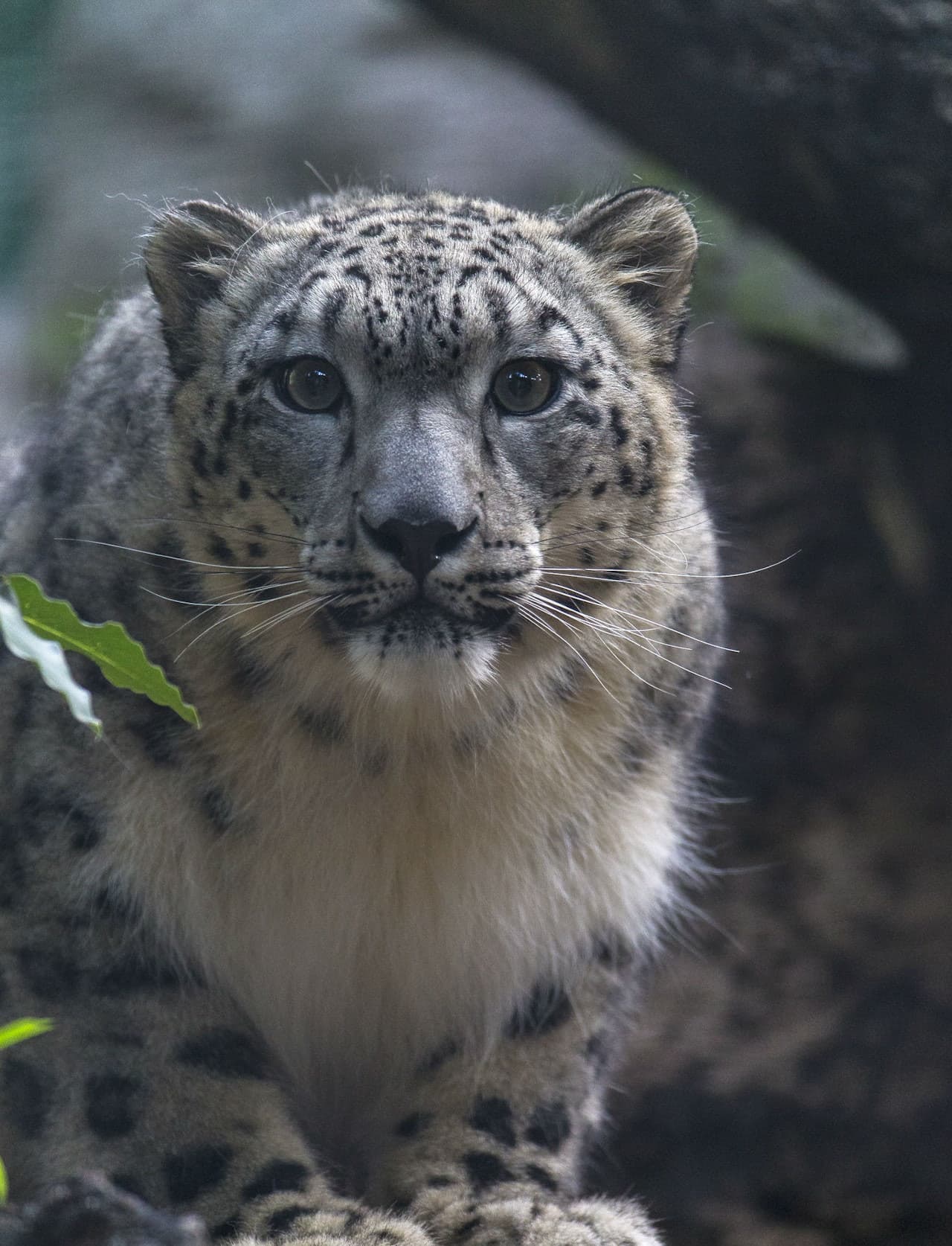San Diego Zoo - تصویر 10