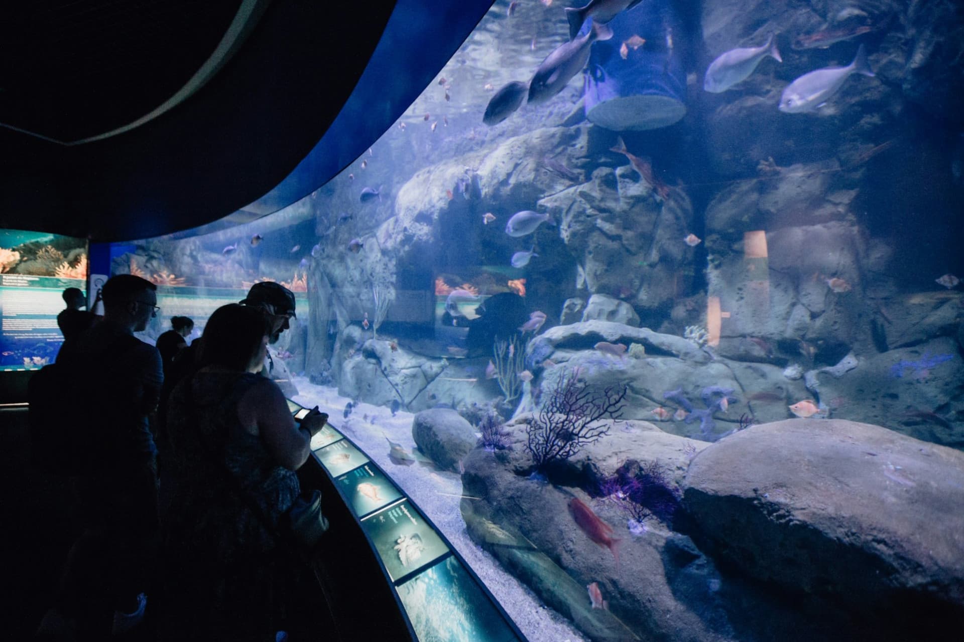 Oceanogràfic de Valencia Ticket - تصویر 4