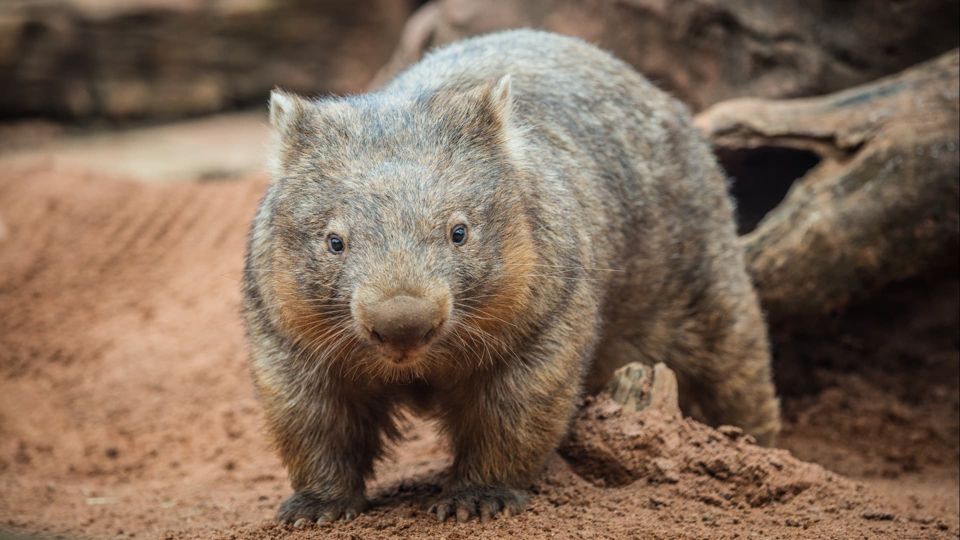 COMBO: WILD LIFE Sydney Zoo Ticket + Captain Cook Hop-on Hop-off Cruise - تصویر 4