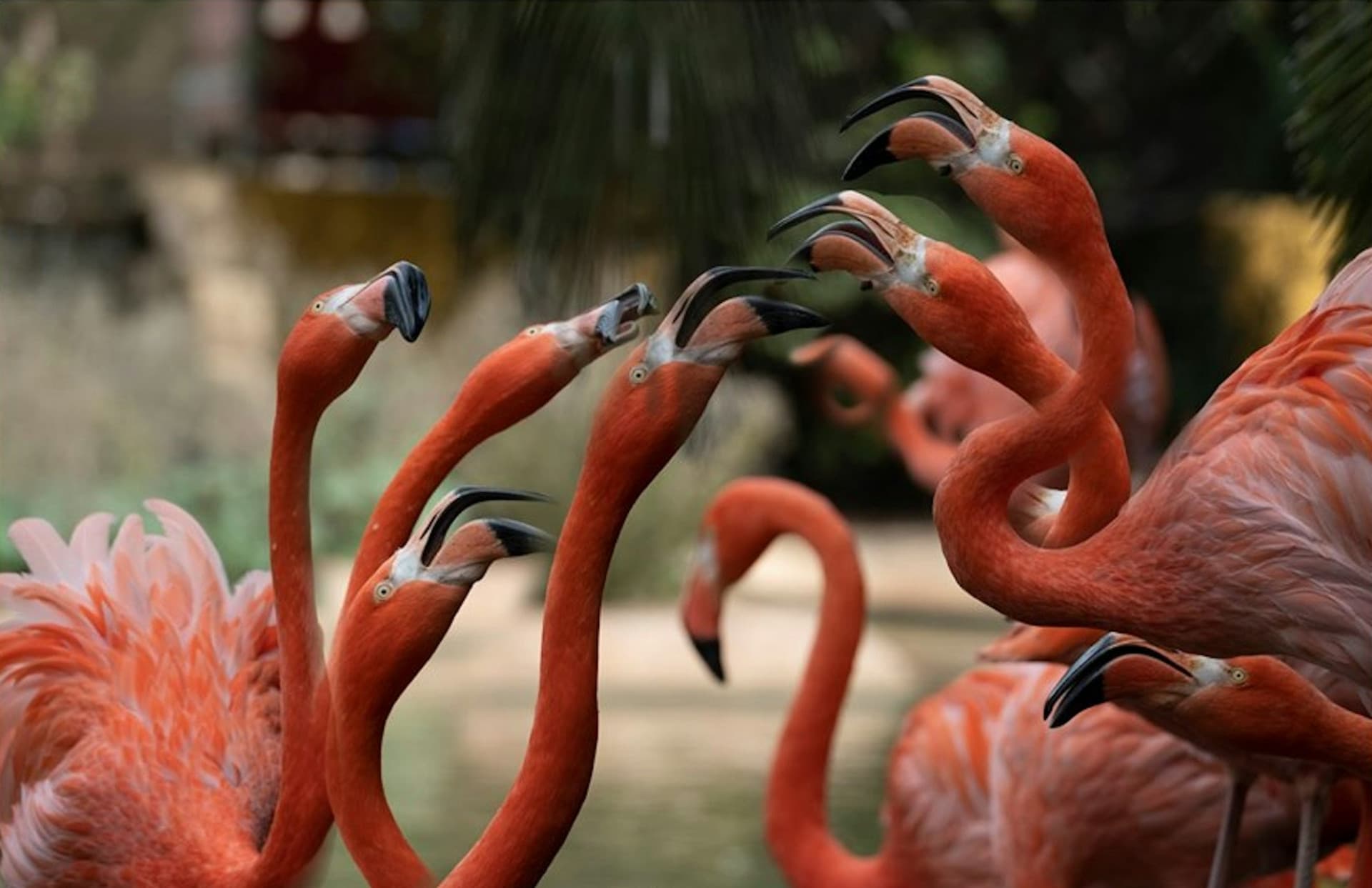 Lagos Zoo Ticket - تصویر 3