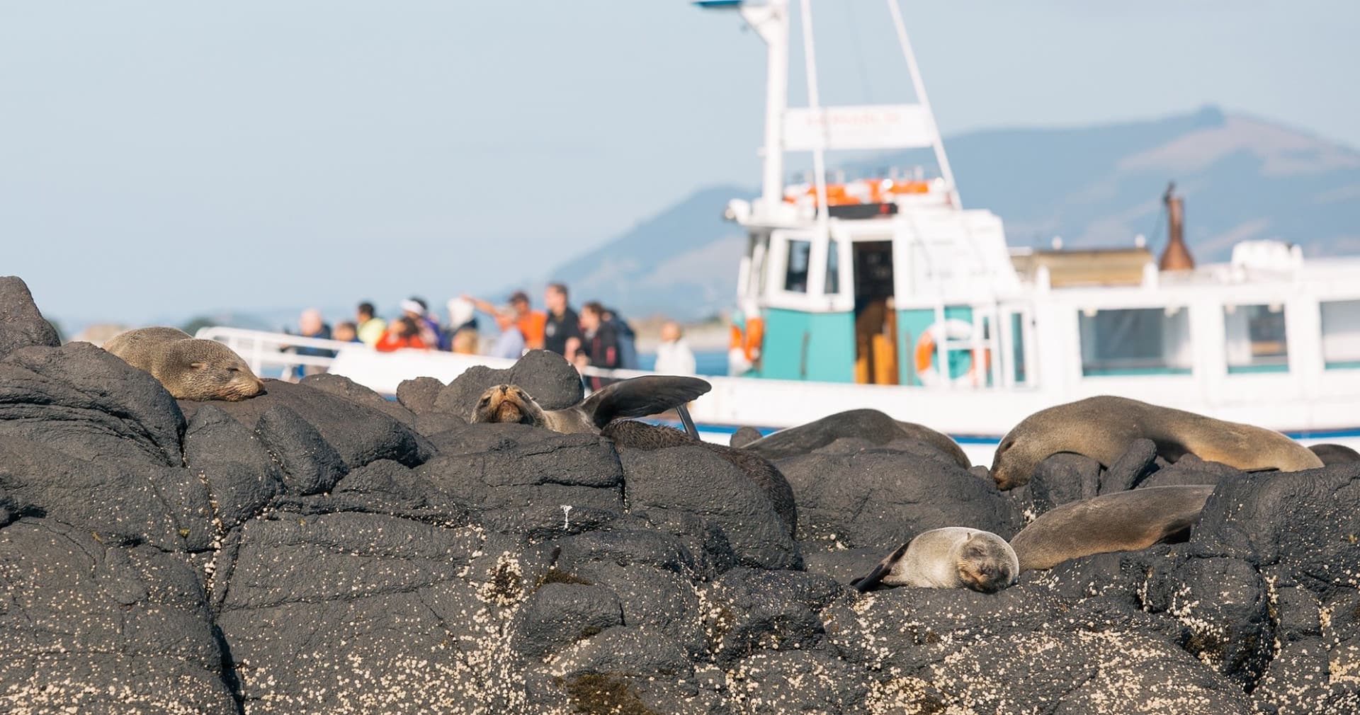 Monarch Wildlife Cruise and Peninsula Encounter Tour - تصویر 3