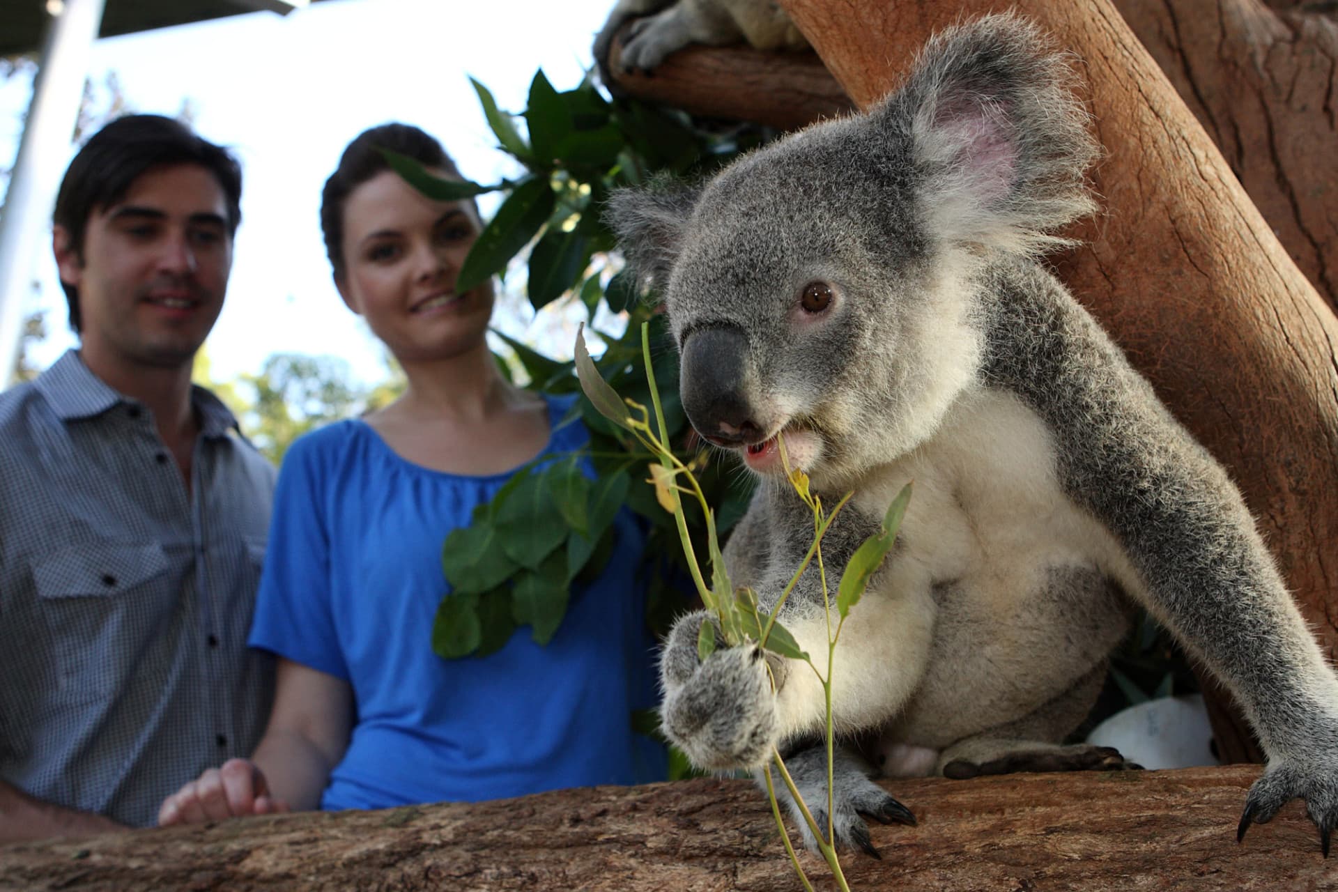 Go City Sydney Explorer Pass: Save up to 50% on Attractions - تصویر 2