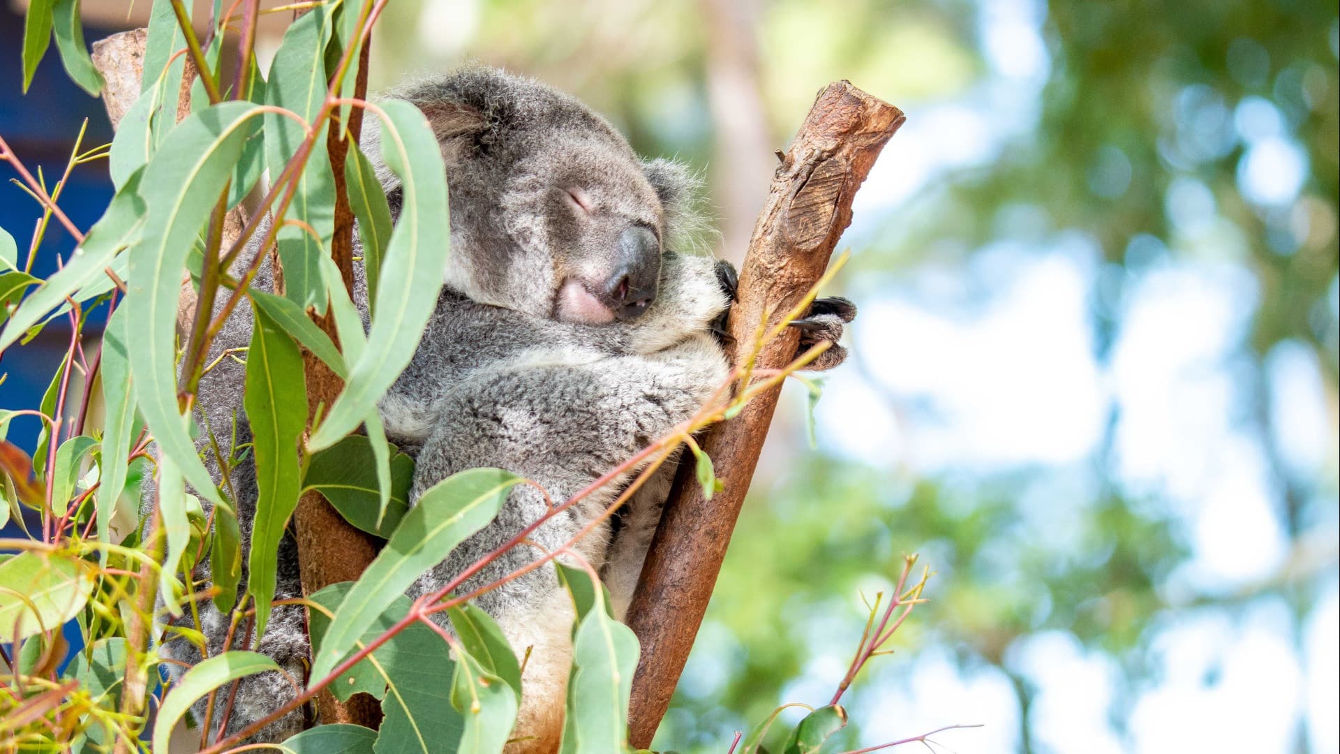 Dreamworld Gold Coast Ticket - تصویر اصلی