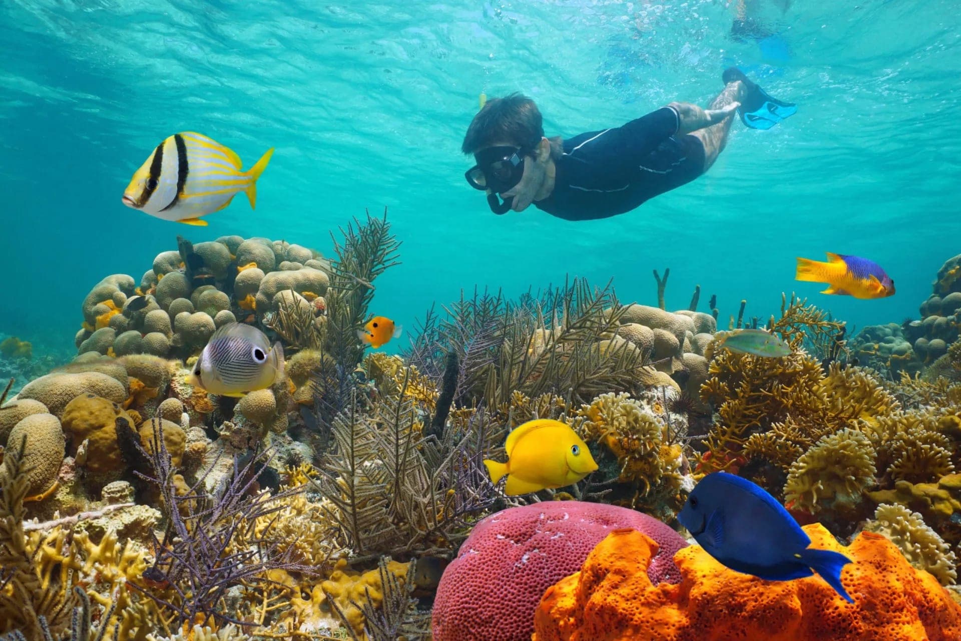 Key West: Dolphin Watching Cruise + Snorkeling + Drinks - تصویر 2