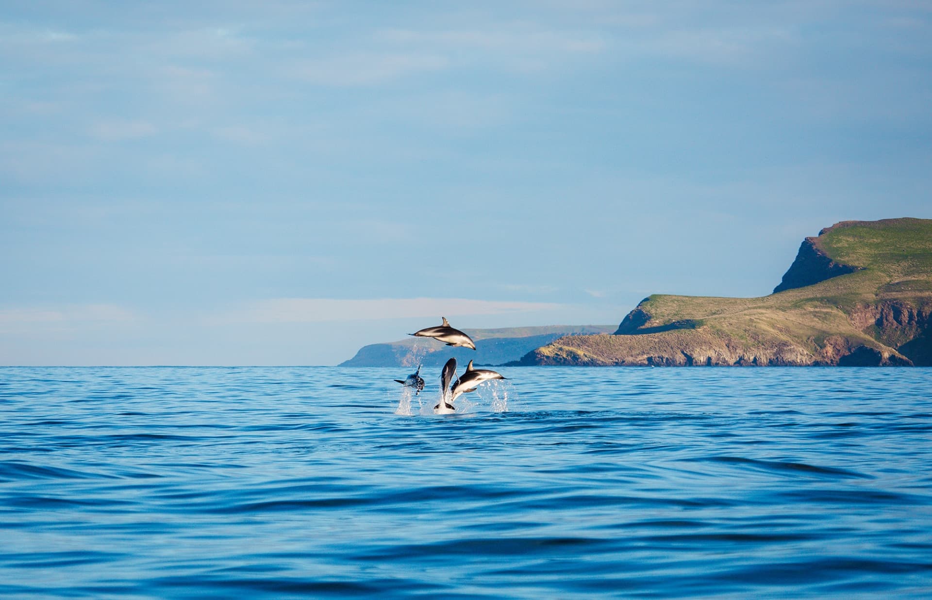 Monarch Wildlife Cruise and Peninsula Encounter Tour - تصویر 10