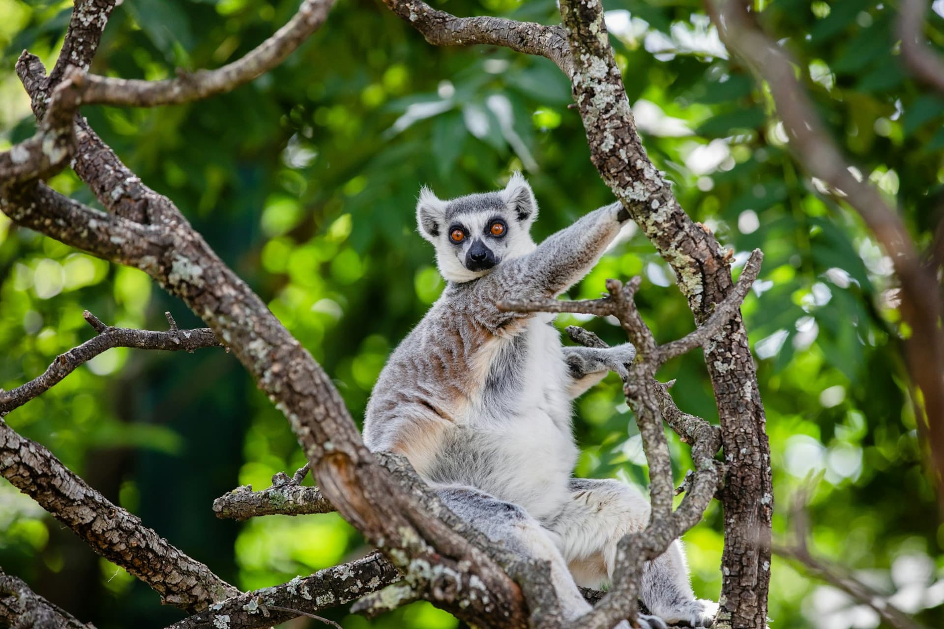 Faunia Nature Park Ticket - تصویر اصلی