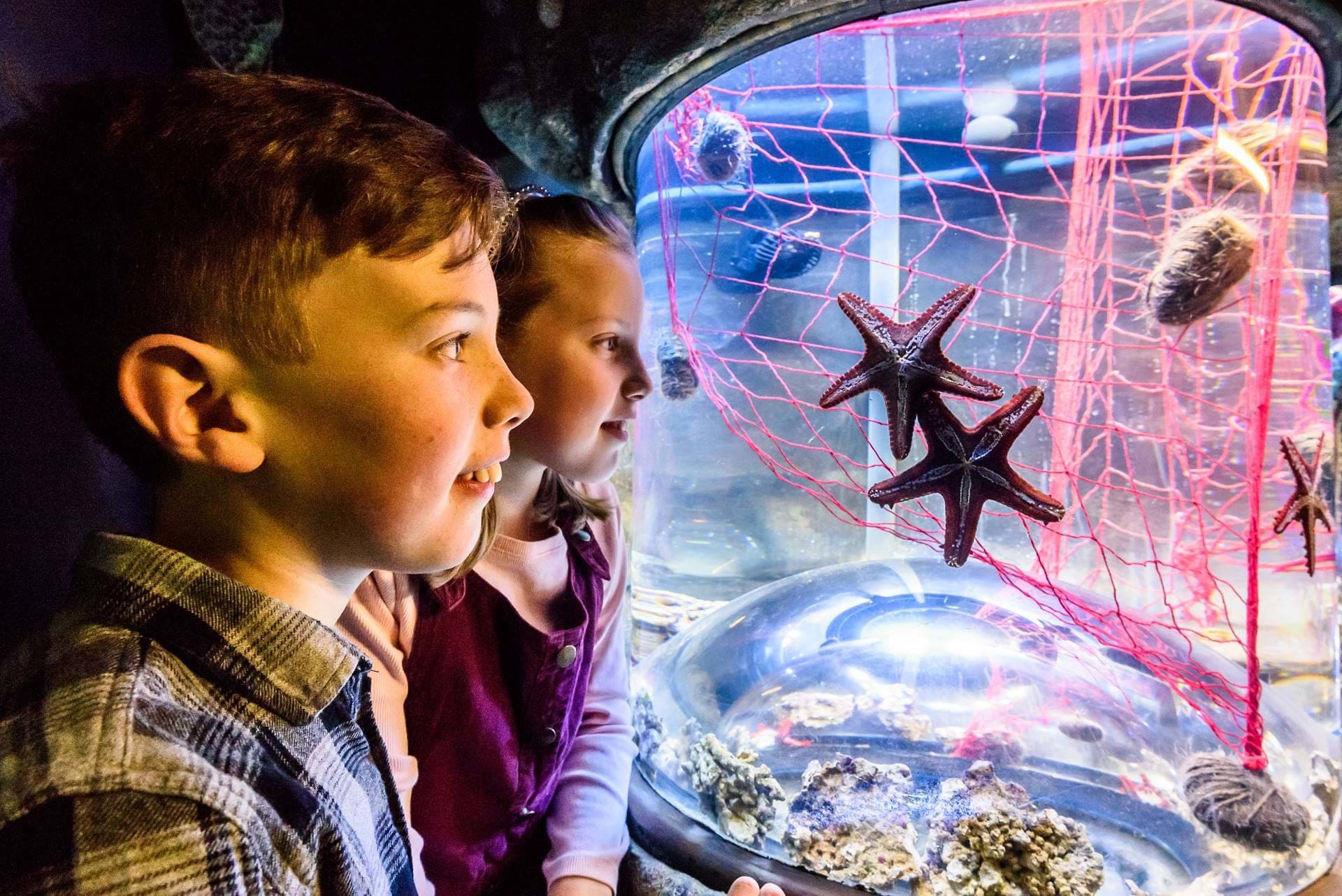 SEA LIFE Brighton Ticket - تصویر 7