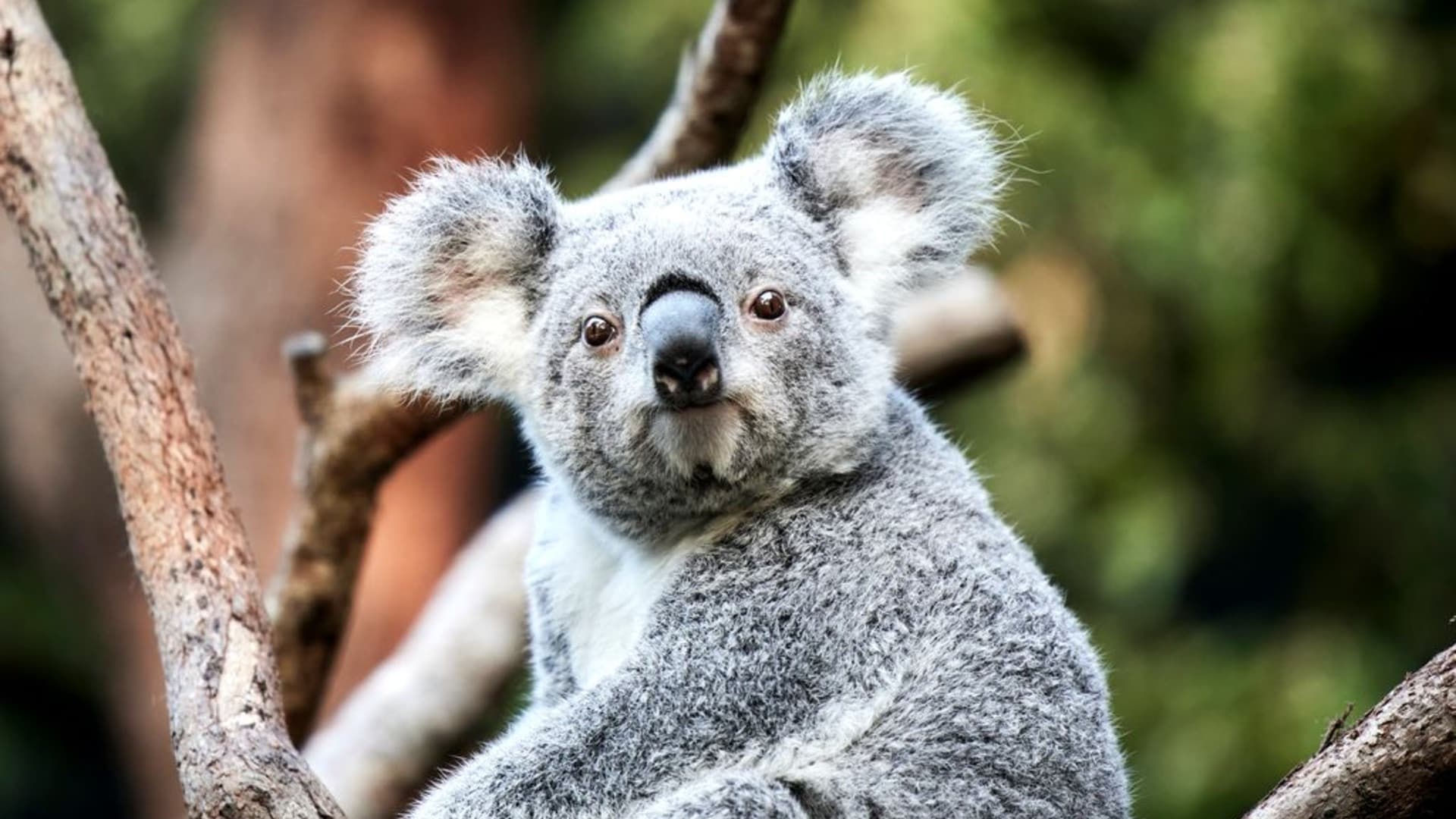 Taronga Zoo Ticket with Optional Round Trip Ferry - تصویر 10