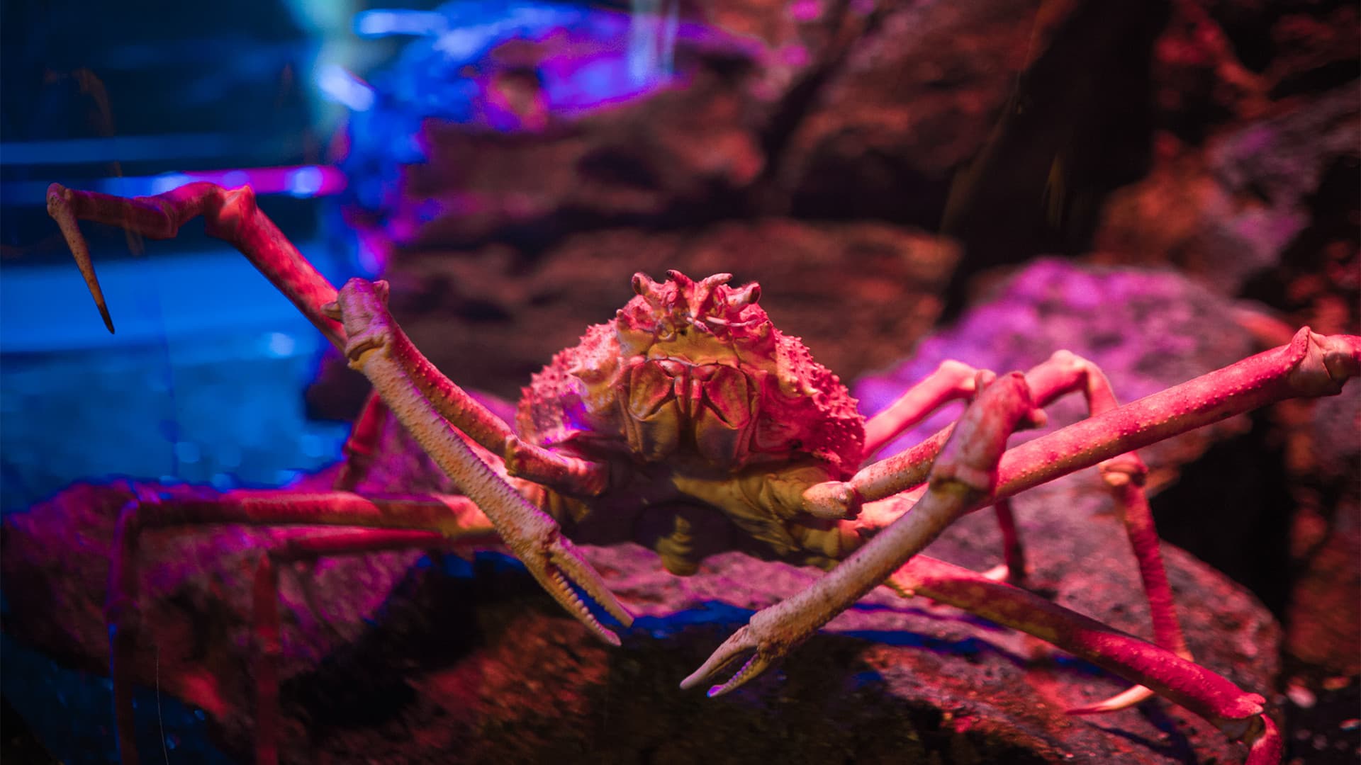 SEA LIFE Bangkok Ocean World Ticket - تصویر 3