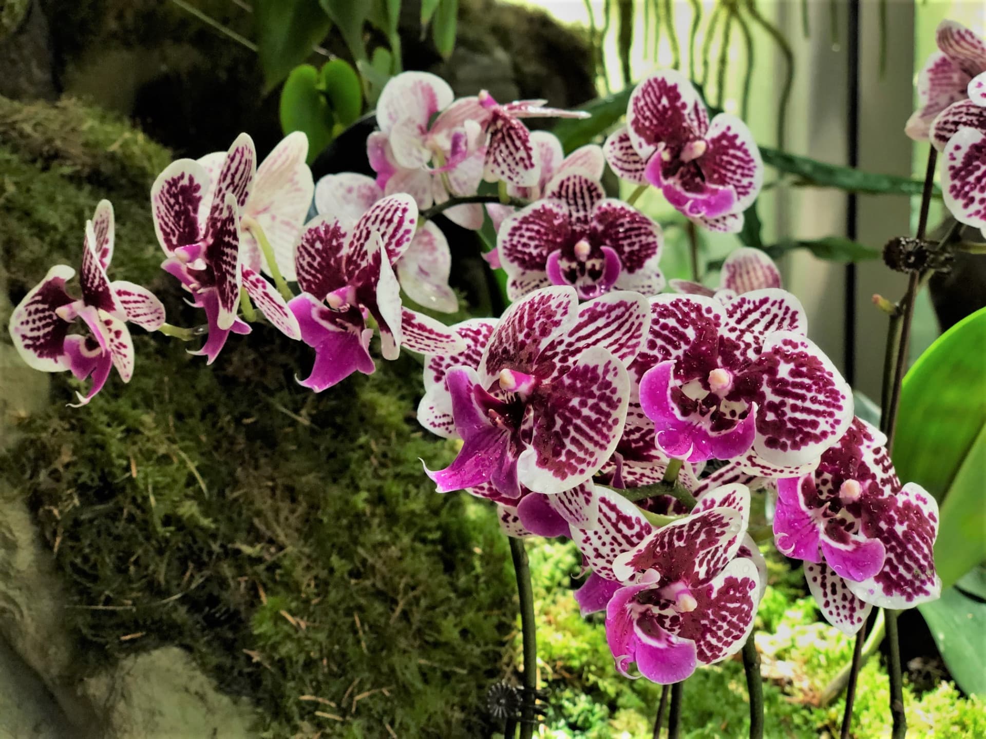 National Orchid Garden Ticket - تصویر 4